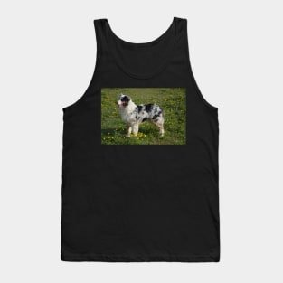 miniature american shepherd blue merle full second Tank Top